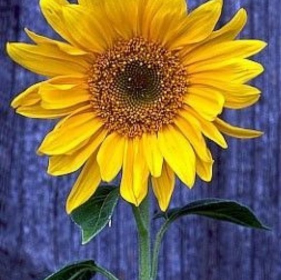 Meet your Posher, Heather - Picture 1 of 1